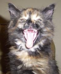 billy roberts cats-ELLIE YAWNING